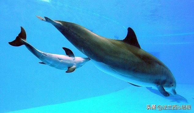 鸭嘴兽是哺乳动物吗，为什么说鸭嘴兽是哺乳动物（不，啥都没有的鸭嘴兽也能喂奶）