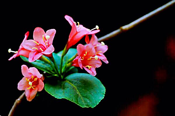 锦带花花语和寓意，锦带花花语及象征意义（锦带花～前程似锦迎新春）