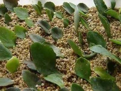 长寿花的扦插方法，长寿花扦插4种方法是什么（长寿花怎么扦插）