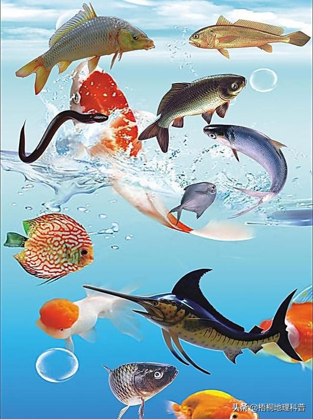 一对游泳的鱼，盘点游速最快的十种鱼（一条水里游泳的鱼）