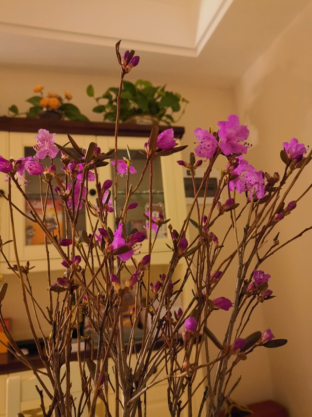 金达莱花中国叫什么花，金达莱花的由来（野外看到4种植物）