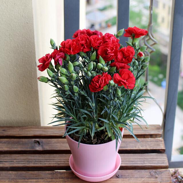 适合家里养的32种花，家里养什么花好（”家居盆花100种）