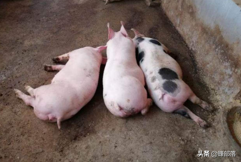 第一:潲水中混入了其他杂质