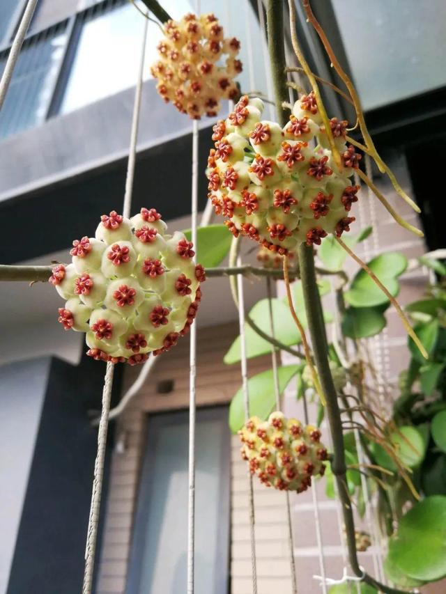 鸟尾花的繁育管理，鸟尾花 花期（30种耐阴花）