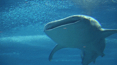 海里有什么鱼，深海鱼都有什么鱼（你知道海洋里最大的鱼类是什么吗）