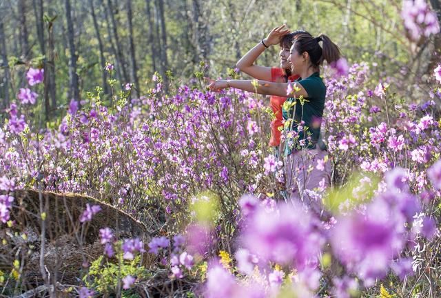 映山红和杜鹃花的区别，映山红和杜鹃花的区别是什么（红杜鹃、映山红、金达莱）