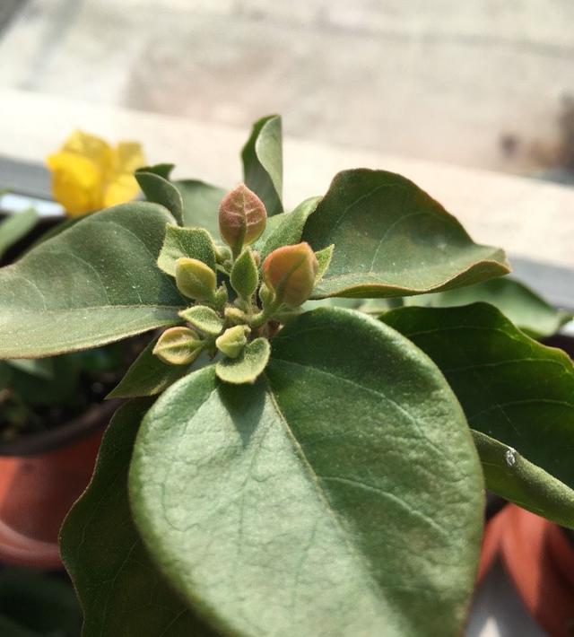 三角梅的养殖方法，三角梅怎么养（盆栽三角梅的培养方法很简单）