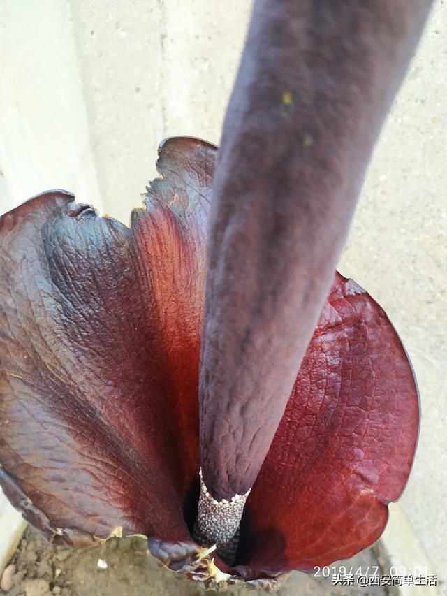 中国大的魔芋产地，魔芋产地陕西（四年才开一次花的魔芋）