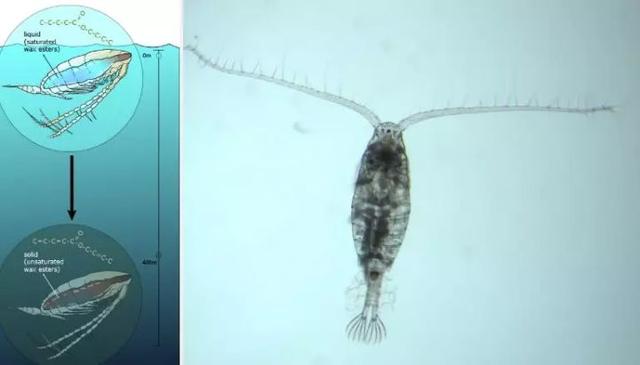 香港10位多面派影帝级人物，哪个才是你的最爱，香港10位多面派影帝级人物（也有人为基佬快乐鱼的鲜嫩而痛湿内裤）