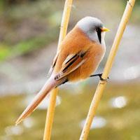 带＂倾颜＂的六字唯美古风句子，六个字的古风唯美诗句（古韵古色宠物鸟名字可爱有意境-可爱点）