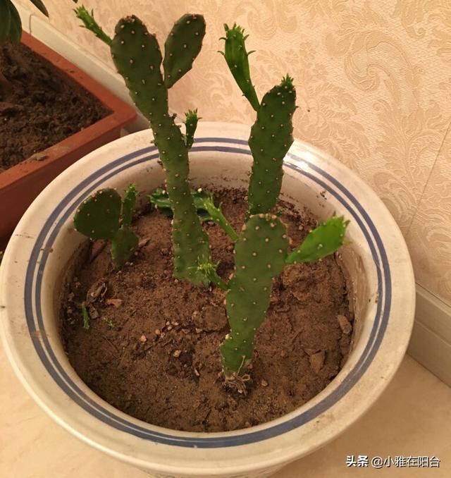 仙人掌会开花吗，仙人掌会开花吗多久开一次（枝叶迅速长满盆）