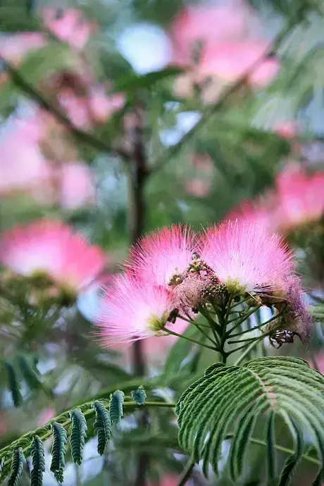 各种花开放的时间（100种常见花的花开时间附图）