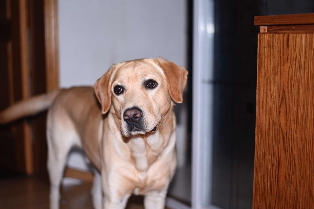 拉布拉多幼犬体重多少 拉布拉多幼犬体外驱虫多大开始做驱虫