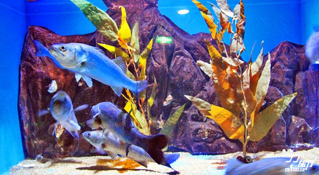 青岛有几个海底世界，青岛海底世界有几处（是有着中国最大的海底世界吗）