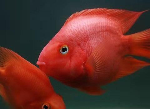 鹦鹉鱼吃什么，鹦鹉鱼一定会达到最好的发色