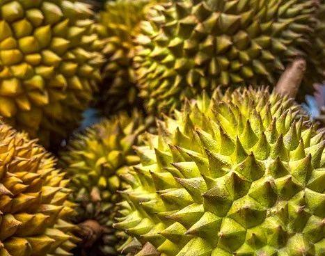 长柄猫山王的介绍，长柄猫山王是什么品种（属榴莲狂热粉的先上车）