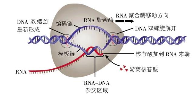 高尔基体的功能，高尔基体结构和功能（DNA里隐藏了生命所有的秘密）