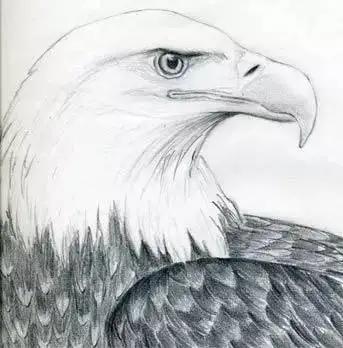 如何画一只老鹰,画一只帝王暴龙(快收藏起来临摹学习吧) 如何画一只老鹰,画一只帝王暴龙(快收藏起来临摹学习吧)
