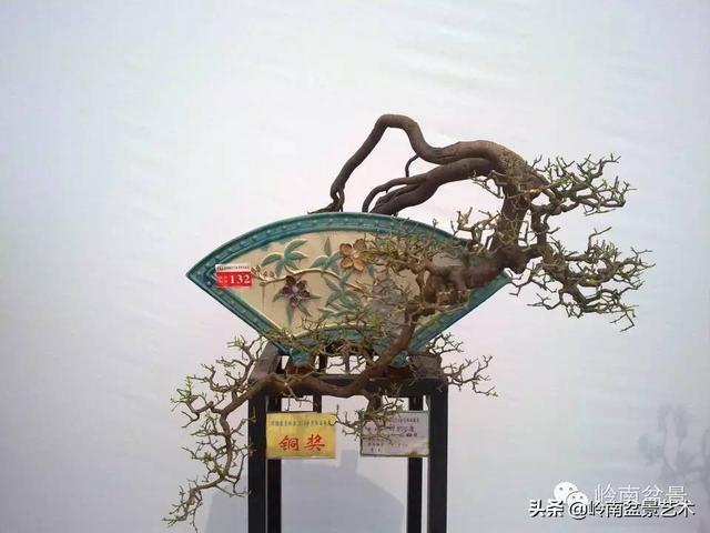 山桔种植方法，山桔盆景，其实没那么难养！