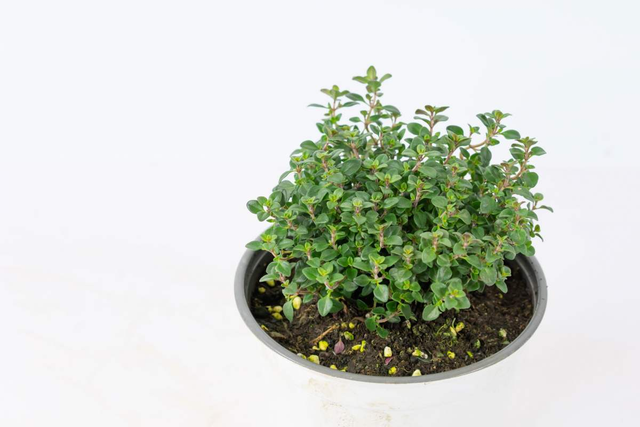 春天养盆香草植物，香味沁人心脾，开花也很有特点