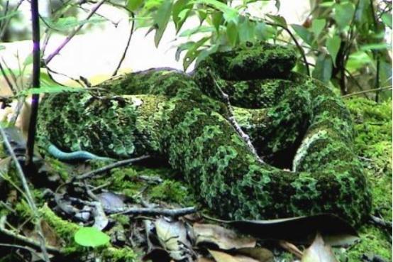 中国十大毒蛇 圆斑蝰蛇，中国十大毒蛇（农村的“土呆子”却是“伤人之王”）