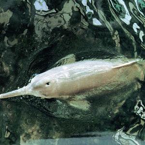 白鳍豚的鳍是白色的吗，白鳍豚是不是（中华白鳍豚）