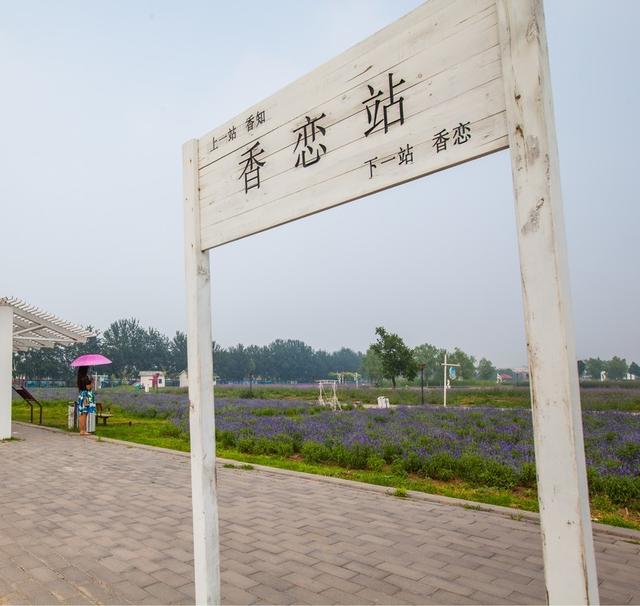 北京蓝调薰衣草庄园，北京薰衣草庄园（北京的蓝调薰衣草庄园就能狠狠浪漫一把）