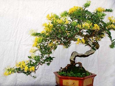 金银花种植技术，金银花的种植技术（金银花盆景怎么养）