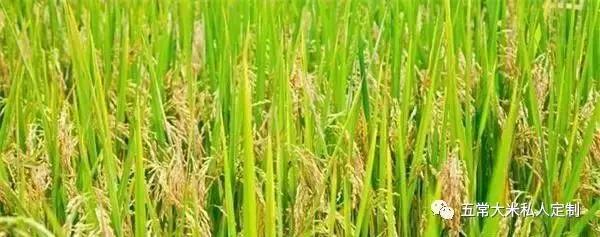 贡米是什么米，贡米是哪里出产的（你知道五常大米为什么称之为“贡米”吗）