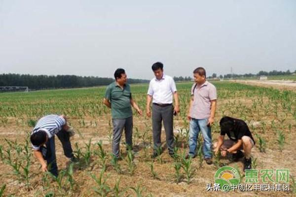 这些害虫对农作物危害大，是农民都应该知道