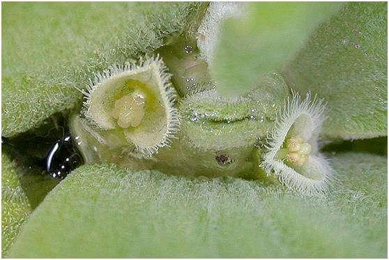 这10种花草水培长得更好，十大水养植物有哪些（也可以是浮水而生的“水白菜”）