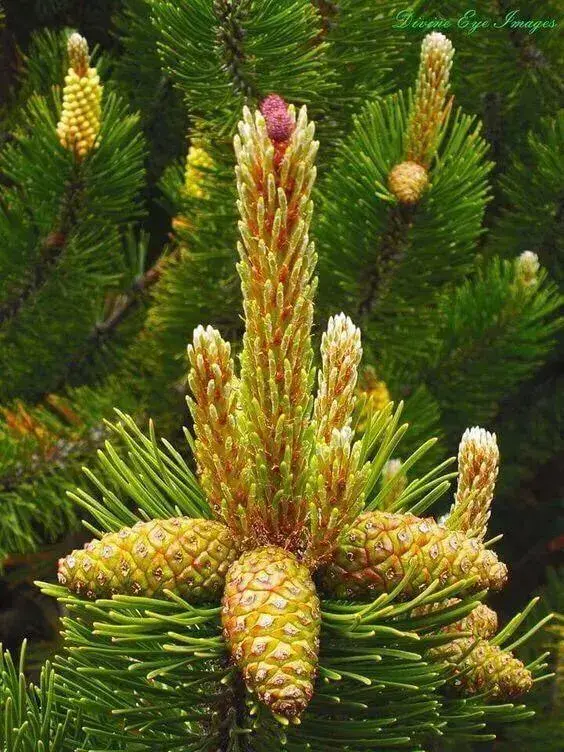 松树是什么样子的，松树长什么样子图片（科普答疑：松树会开花吗）