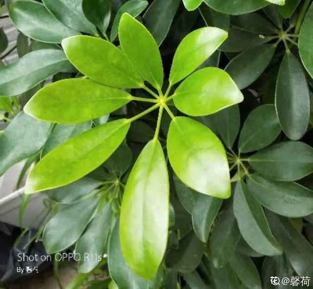 吸收甲醛的植物，哪种植物具有吸收甲醛的功能（净化空气最厉害）