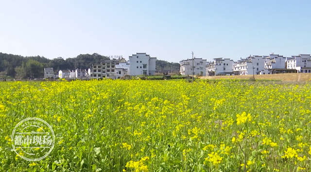 江西油菜花婺源，婺源2020油菜花什么时候开（“中国最美乡村”婺源）