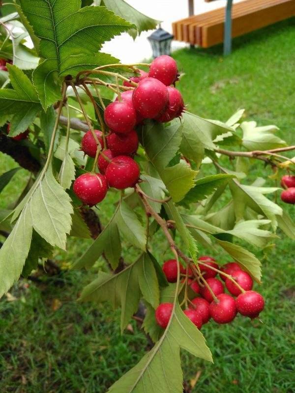 新鲜山楂的吃法，新鲜山楂的吃法和禁忌（山楂还可以这样吃）