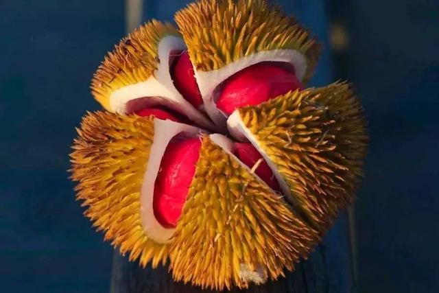 长柄猫山王的介绍，长柄猫山王是什么品种（属榴莲狂热粉的先上车）