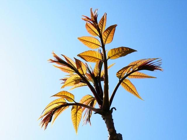 香椿是什么，香椿是什么植物（果实作用格外多）