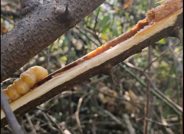天牛幼虫防治，天牛幼虫用什么药效果好（云实树里的斗米虫）