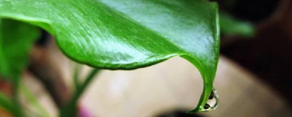 滴水观音盆栽注意事项，室内盆栽要如何管理呢（滴水观音的养殖方法和注意事项有哪些）