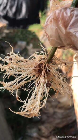 求生根粉使用方法，生根粉正确使用方法（生根粉要怎么用才能效果好呢）