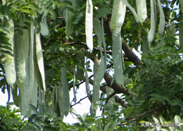 雪莲子的功效与作用，雪莲子的功效与作用及做法（长在十几米高大树上）