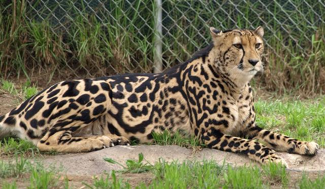 豹子的速度，浅谈猎豹高速追击下的奥秘（豹子的速度是汽车的几倍）