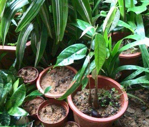 榴莲籽怎么吃最好，榴莲籽怎么吃（他把吃剩的榴莲籽洗干净）