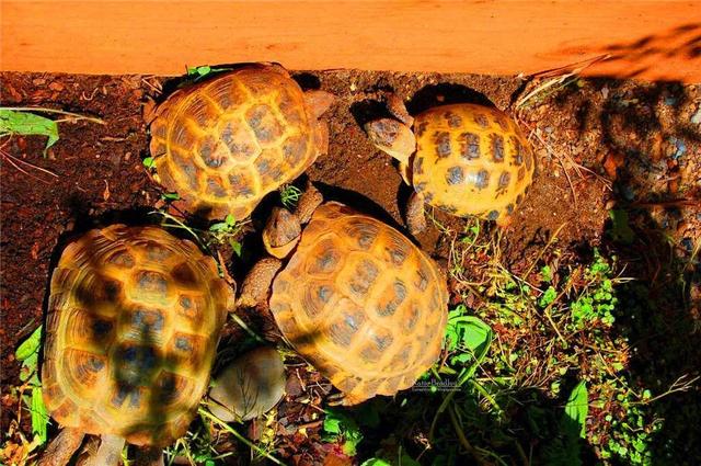 俄罗斯陆龟是什么龟，俄罗斯陆龟是什么龟类（又叫俄罗斯陆龟）