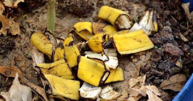 钾肥的作用及功能，钾肥的作用是什么（养花施肥不能少了“钾肥”）