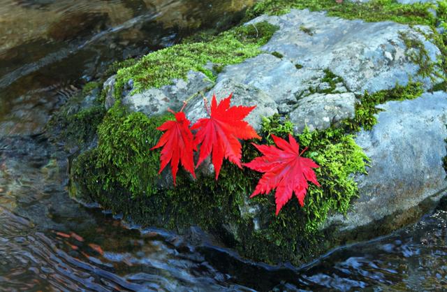 冬夜诗词，冬夜诗词原创（为爱深红似落花）
