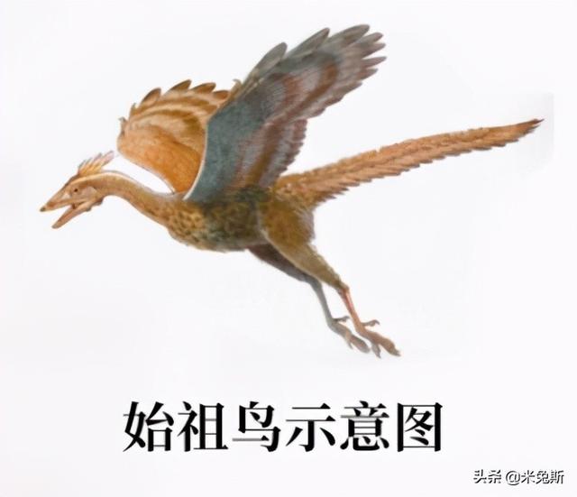 牙齿的种类有哪些，牙齿有哪些分类（带你了解人类牙齿的进化史）