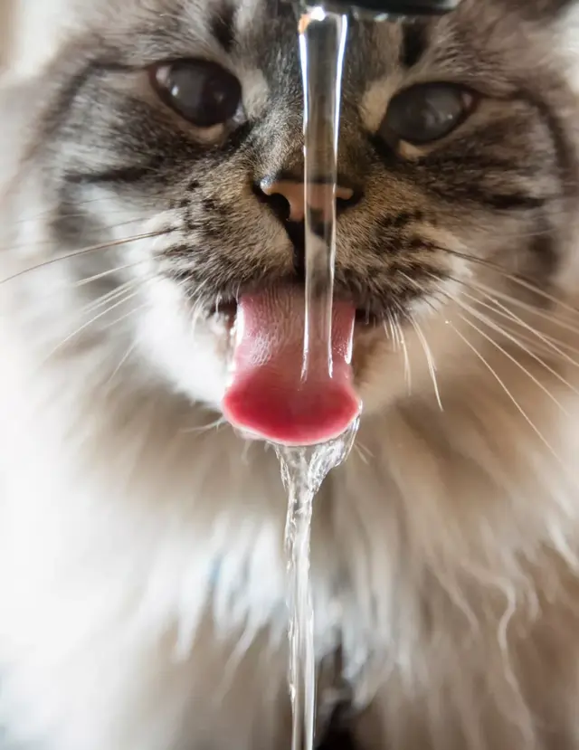 猫咪可以喝温水吗，猫咪能喝煮开的水吗（天冷了，猫咪也要多喝热水）