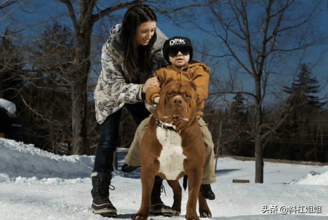 世界最大斗牛犬，世界上最大的斗牛犬是哪个品种（该狗重150斤）