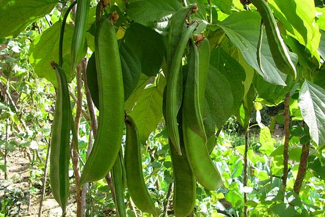 杂粮有哪些品种，粗粮都有什么（中国豆类大全）